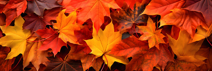 Fall Spectacle: A Close-Up of Sun-Kissed Autumnal Maple Leaves Embodied with Vivid Colors
