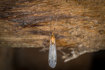 Nahaufnahme einer Schnake Mücke in einer Schäune auf einem Holzbalken sitzen, Deutschland