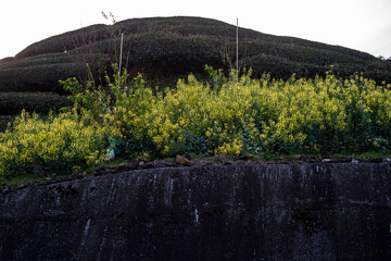 Lishan Mountains in Taichung of Taiwan