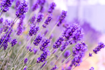 Obraz premium Purple lavender flowers bush. Flower in the field. Nature background. Grow a fragrant plant in the garden. Summer flower honey plant closeup.