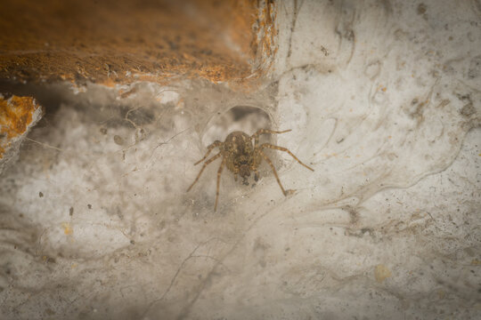 Nahaufnahme einer Winkelspinne Webspinne Spinne in ihrem Netz an einer Hauswand, Deutschland
