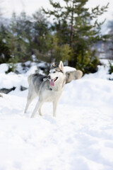 Siberian Husky dog standing, winter forest
