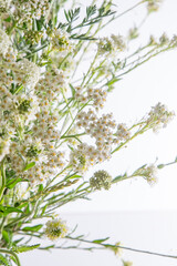 Bouquet of white flowers on a white background. Wild carrot and yarrow. Simple summer flower. Nature flora aesthetic. Petal bud. Floral botanical. Minimal style.