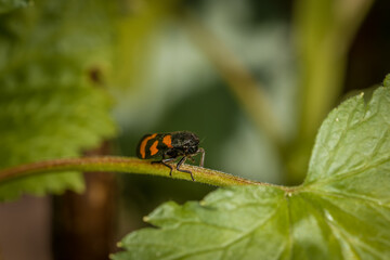 Nahaufnahme einer kleinen gemeine Blutzikade Käfer auf einem Stil einer grünen Pflanze im Garten, Deutschland