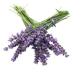 Fototapeta premium Fresh lavender bouquet with green stems on transparent background - stock png.