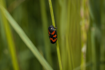 Nahaufnahme einer kleinen gemeine Blutzikade Käfer auf einem Stil einer grünen Pflanze im Garten,...