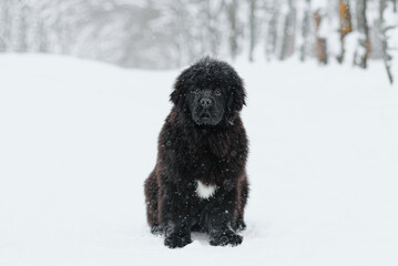 newfoundland dog sits on path