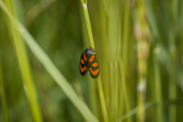 Nahaufnahme einer kleinen gemeine Blutzikade Käfer auf einem Stil einer grünen Pflanze im Garten,...