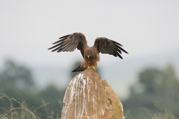 YELLOWBILLED KITE on the wing,  - 766929305