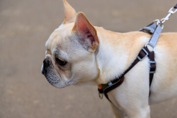 何かをじっと見つめる散歩中の犬