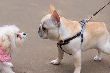 散歩中に会った犬をじっと見つめる犬