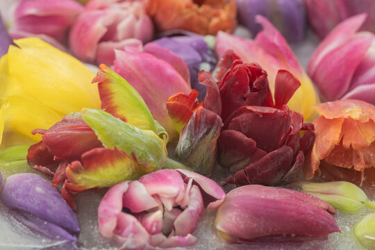 artistic still life with closeup of frozen colorful tulips in ice
