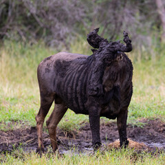 blue wildebeest bull covered in mud