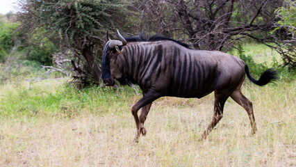 blue wildebeest bull covered in mud