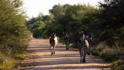 a herd of zebras walking down the road at sunset