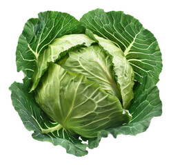 Fresh green cabbage head, cut out - stock png.