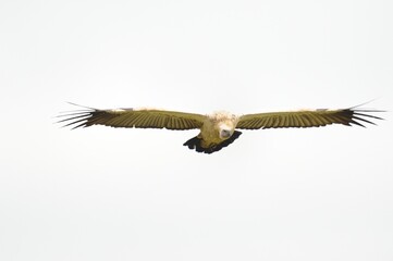 CAPE VULTURE (Gyps coprotheres), threatened status.
in flight, wings outstretched.  - 766929981