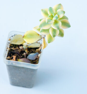 Graptoveria Titubans Variegated plant succulent in pot. Green little flower on white background
