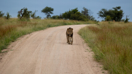 a young male lion walking down the road