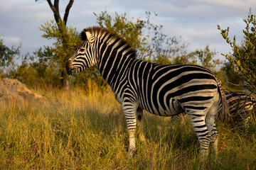 portrait of a zebra at sunset