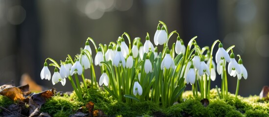 A cluster of beautiful snowdrop flowers, a terrestrial plant, is blooming in the natural landscape, creating a stunning groundcover event