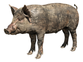 Adult pig standing, cut out - stock png.