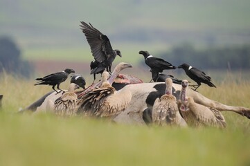 CAPE VULTURE (Gyps coprotheres), threatened status. gather on a carcass, together with Thick-billed Ravens, KwaZulu Natal, South Africa - 766931575