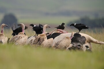 CAPE VULTURE (Gyps coprotheres), threatened status. gather on a carcass, together with Thick-billed Ravens, KwaZulu Natal, South Africa - 766931586