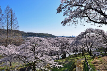 【神奈川県】春の津久井湖城山公園  桜並木