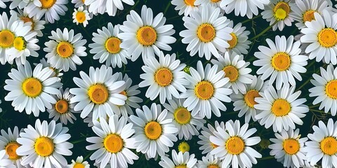 2d pattern with realistic chamomile flower heads. sharp focus and high contrast, realistic background for commercial or other purposes