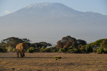 Amboseli National Park with Kilimanjaro