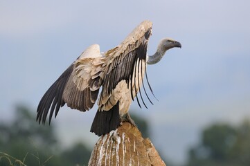 CAPE VULTURE (Gyps coprotheres), threatened status.  perched on boulder with wings spread - 766932188