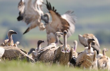 CAPE VULTURE (Gyps coprotheres), threatened status. gather at a carcass at a safe feeding site....