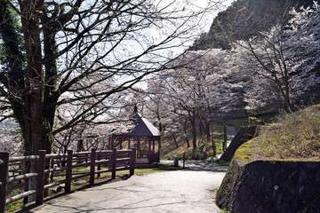 【神奈川県】春の津久井湖城山公園  桜並木