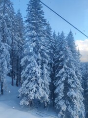 snow on pine Arosa Lenzerheide