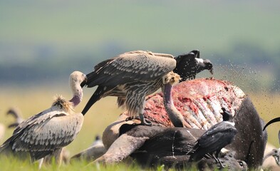 CAPE VULTURE (Gyps coprotheres), threatened status. gather on a carcass, together with Thick-billed Ravens, KwaZulu Natal, South Africa - 766933710