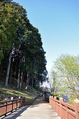 【神奈川県】春の津久井湖城山公園  森の中の遊歩道