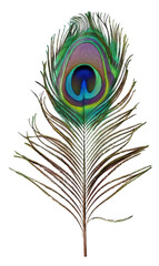 Vibrant peacock feather with iridescent eye, cut out - stock png.