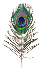 Obraz premium Vibrant peacock feather with iridescent eye, cut out - stock png.