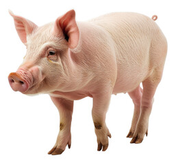 Young pink piglet on transparent background - stock png.