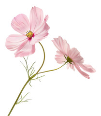 Fototapeta na wymiar Two pink cosmos flowers with delicate petals on transparent background - stock png.