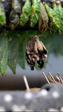 The larvae of Abbot's Bagworm moth hang on the green leaf. It builds case from silk and covered with sticks and other detritus