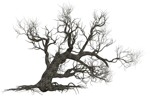 3D rendered Tree without leaves isolated on Transparent Background - 3D illustration