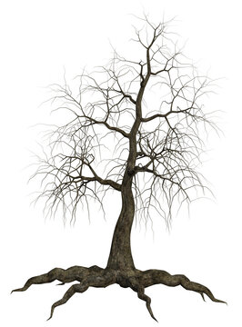 3D rendered Tree without leaves isolated on Transparent Background - 3D illustration
