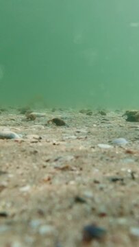 Underwater life of marine inhabitants of the Black Sea. Vertical Video