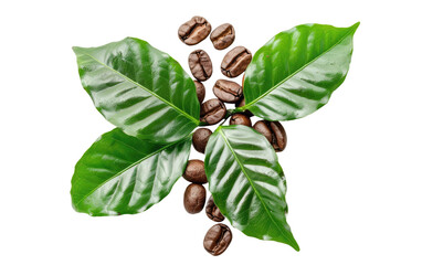 Collection Coffee Beans isolated on transparent Background - obrazy, fototapety, plakaty