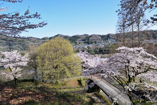 【神奈川県】春の津久井湖城山公園  桜並木