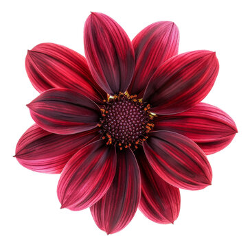 Fresh red gerbera daisy with water droplets on transparent background - stock png.
