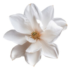 Pristine white magnolia bloom with soft petals on transparent background - stock png.