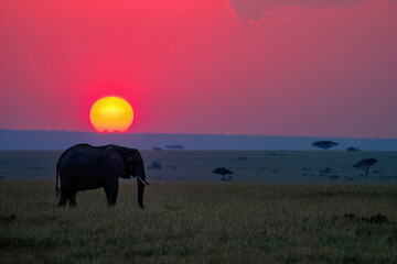 A portrait of an elephant against the backdrop of a breathtaking African sunset